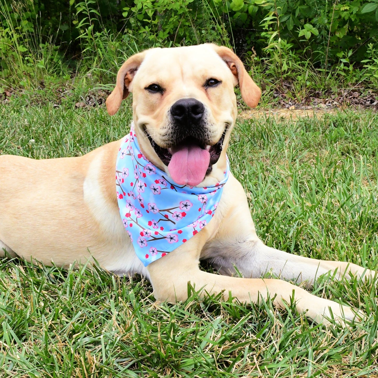 **BUNDLE!** Cherry Blossoms Blue Freedom No-Pull Harness & More!