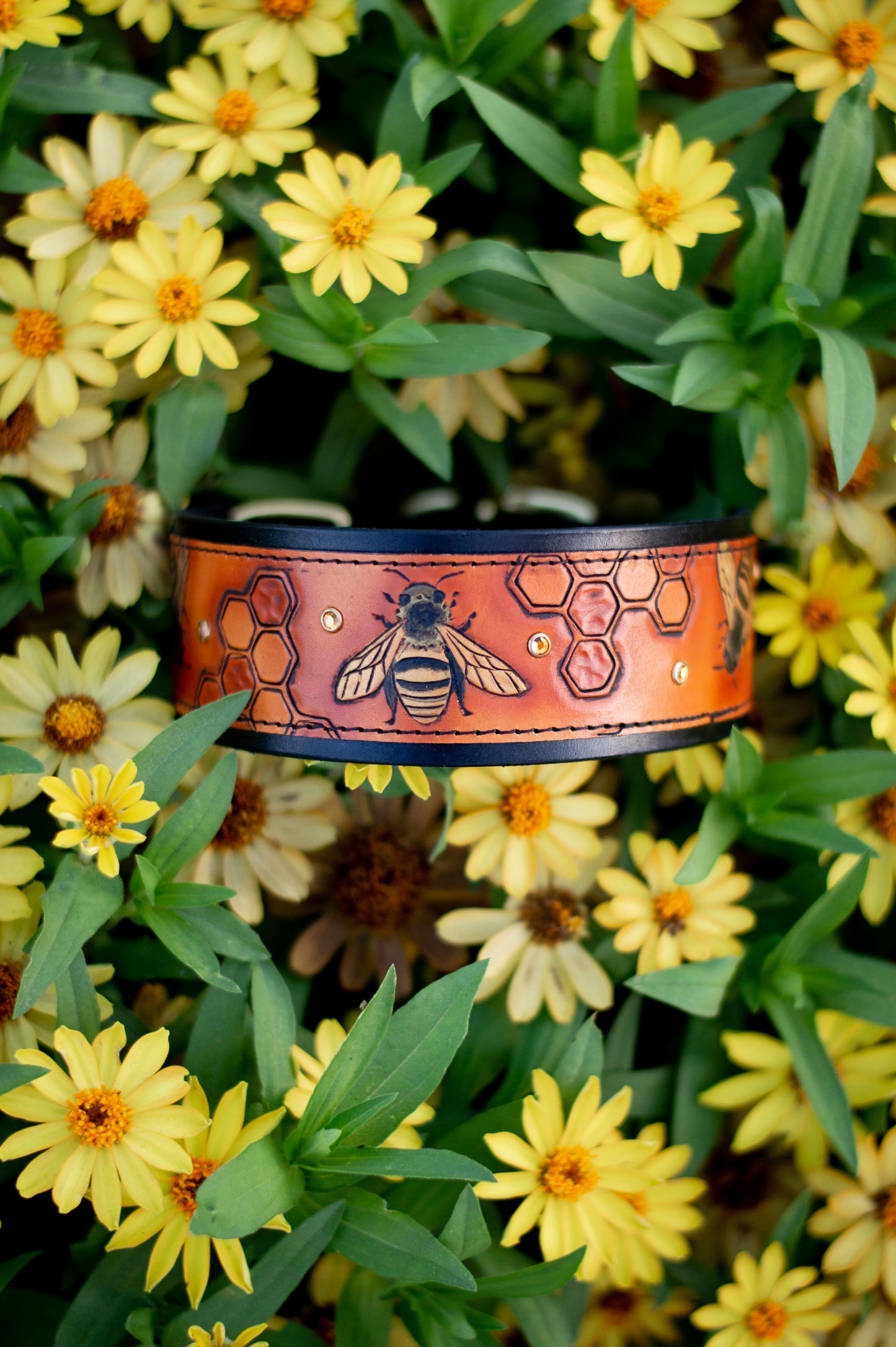 The Honey Bee Dog Collar