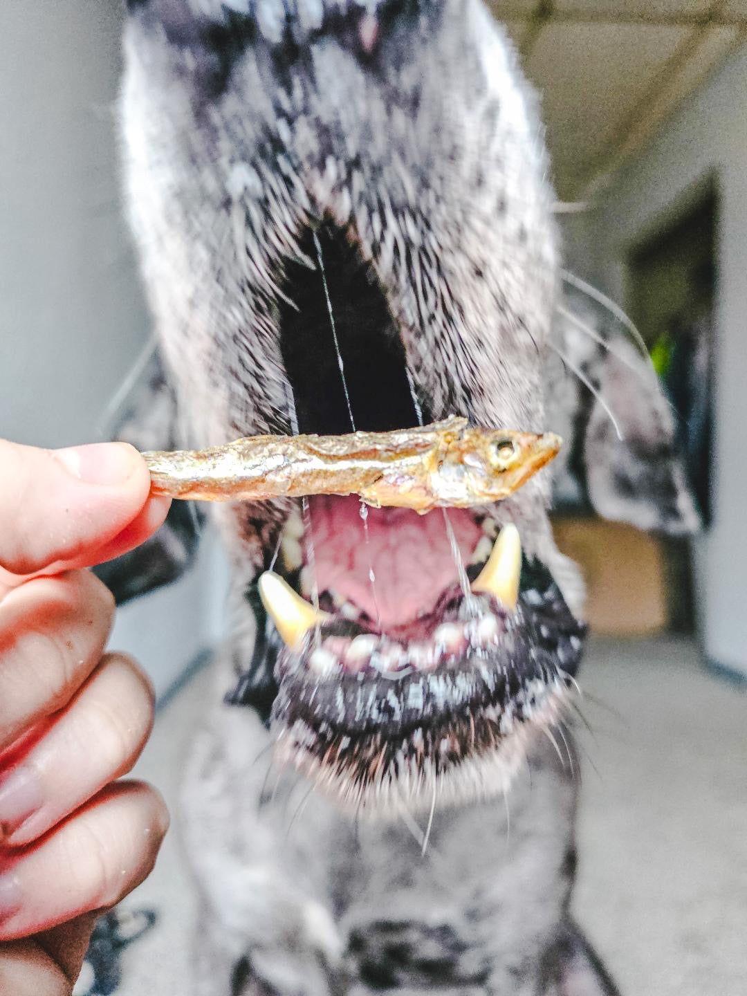 Smelt (Wild Caught)