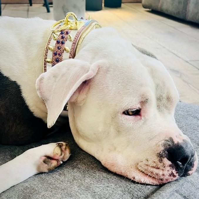 The Candy Dog Collar