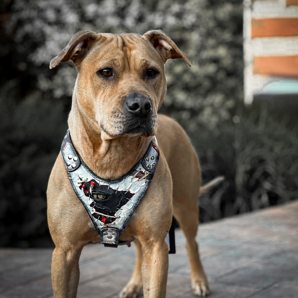 The Dragon's Eye Harness LIMITED!