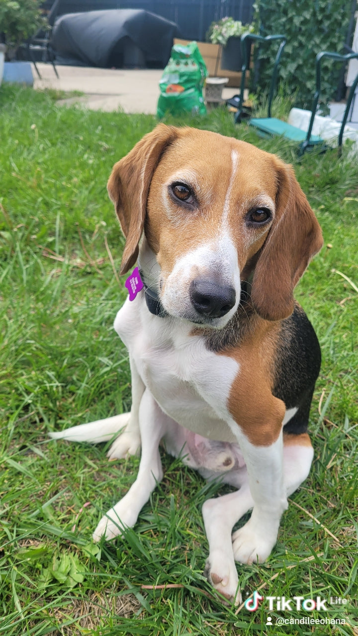 Meet Ethan — The Beagle Who Inspired This Store (CMI CUS)