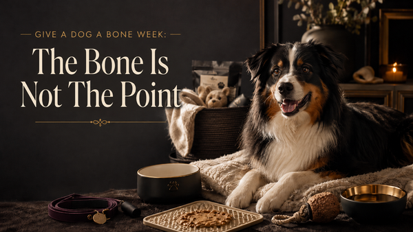 A happy dog in a luxury wellness setting with a safe chew, food bowl, enrichment toy, and warm Sanctum-style details for Give a Dog a Bone Week.