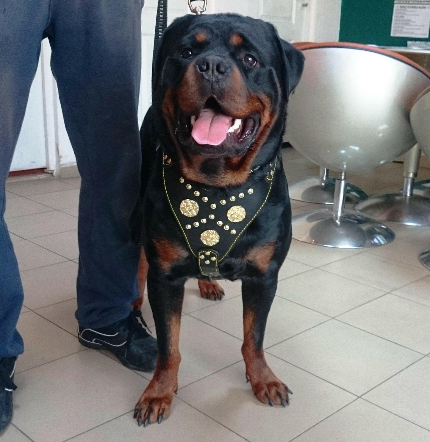 The "Maximus" harness black & gold