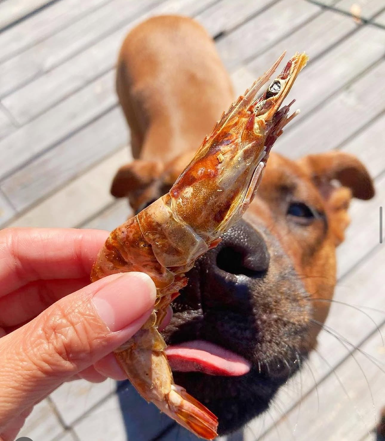 Shrimp