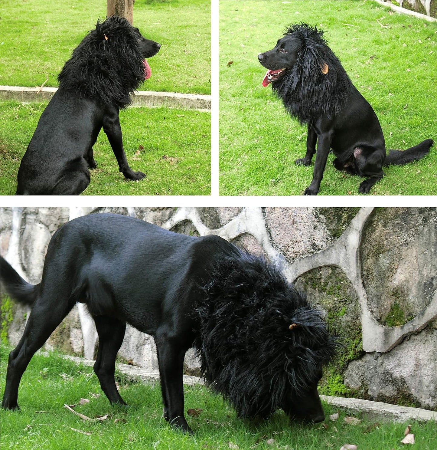 Get Your Pup Roaring with This Adorable Lion Mane Wig – Perfect for Halloween & Christmas Fun! 🦁🎃🐾