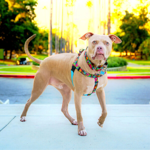 Paper Flags Freedom No-Pull Dog Harness  EarthStyle