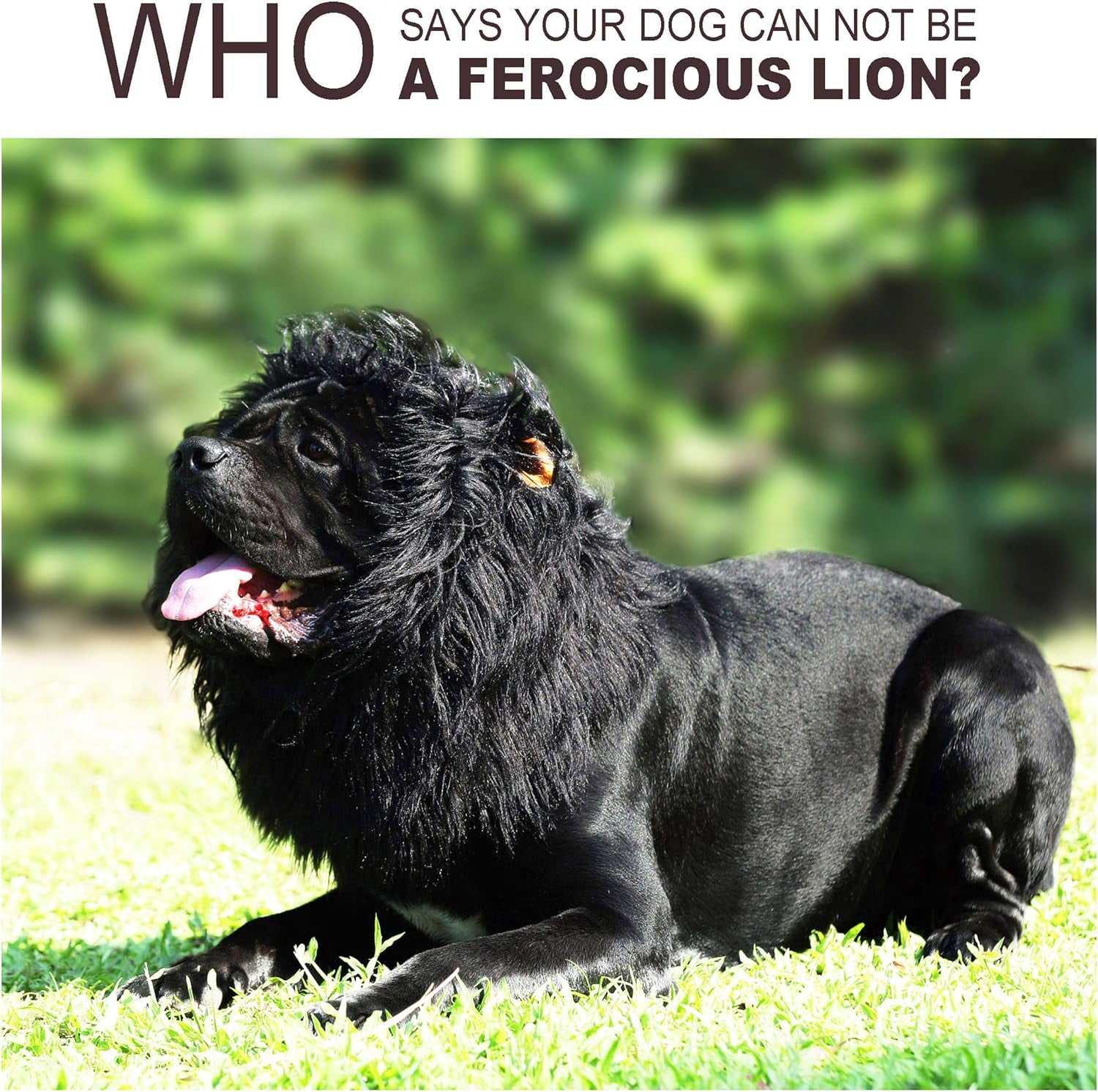 Get Your Pup Roaring with This Adorable Lion Mane Wig – Perfect for Halloween & Christmas Fun! 🦁🎃🐾