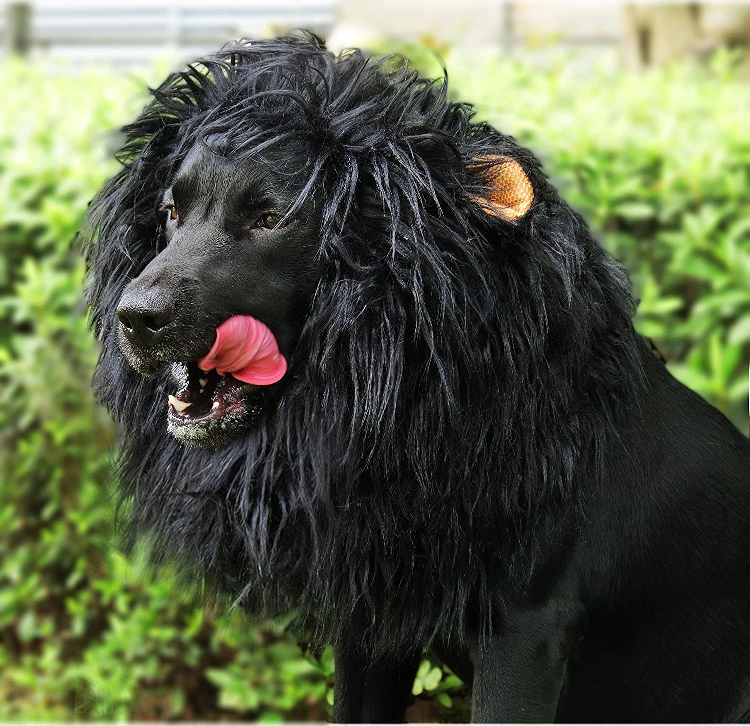 Get Your Pup Roaring with This Adorable Lion Mane Wig – Perfect for Halloween & Christmas Fun! 🦁🎃🐾