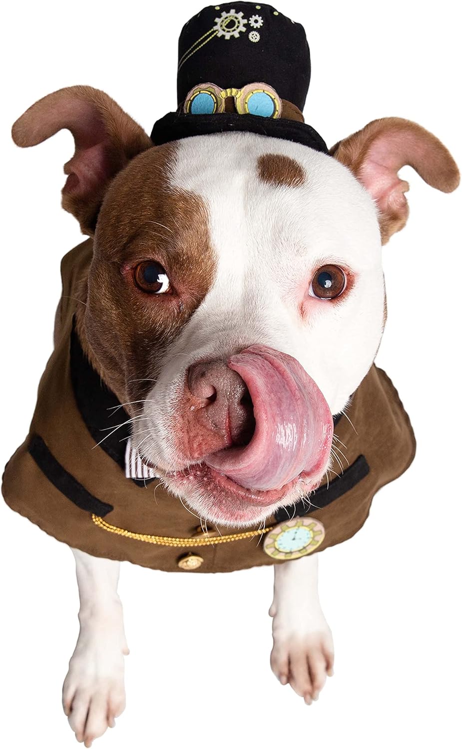 Transform your furry friend into a steampunk sensation with this adorable hat and collar set! Perfect for Halloween, Christmas, parties, and unforgettable photoshoots! 🎩🐾 #PetCostume #SteampunkStyle #FurryFashion