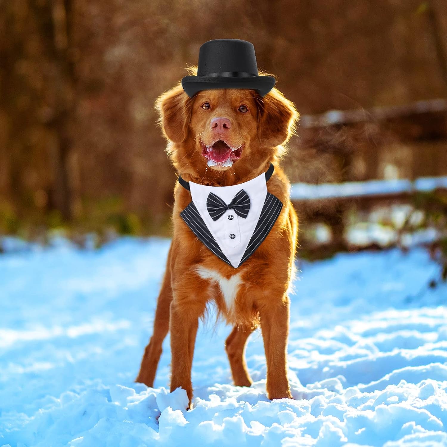 Get Your Furry Friend Ready to Shine with Our 2-Piece Formal Pet Accessory Set! 🎩🐾 Perfect for Birthdays, Graduations, and Halloween! 🐶🐱 #PetFashion #FormalWear
