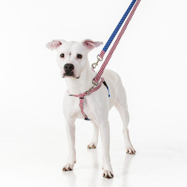 Star Spangled Freedom No-Pull Dog Harness  EarthStyle