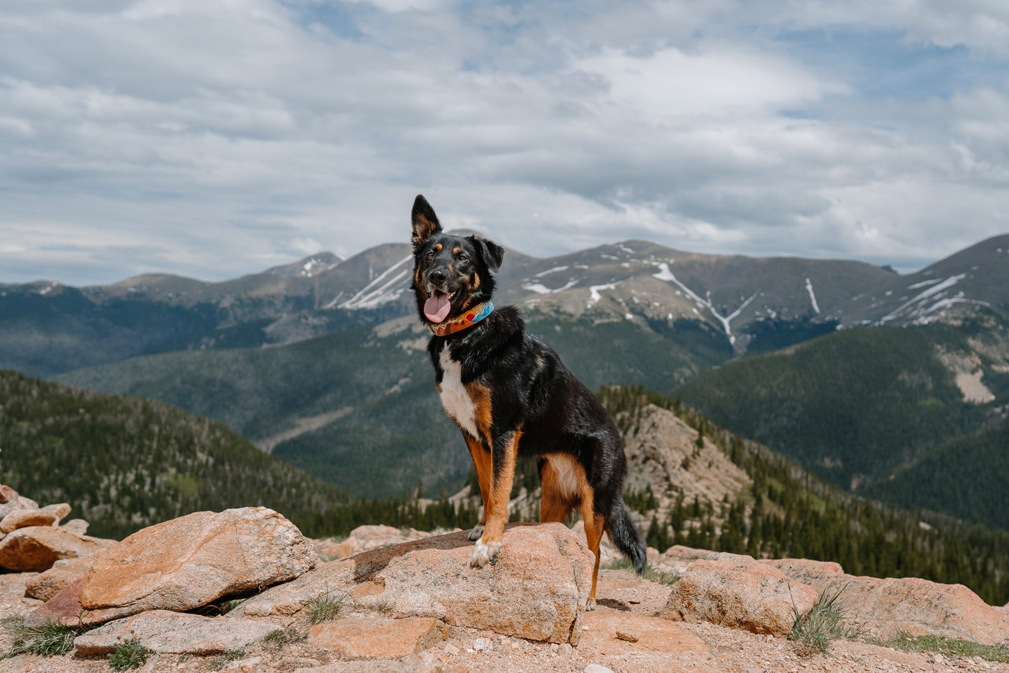 Mountain and Waves Dog Collar