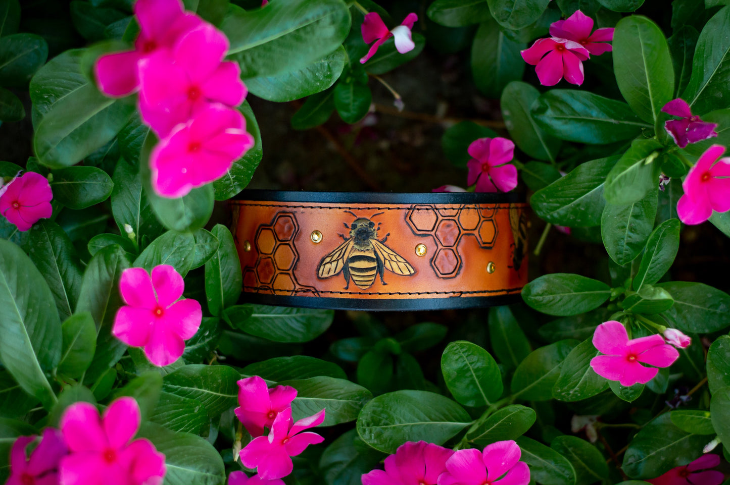 The Honey Bee Dog Collar