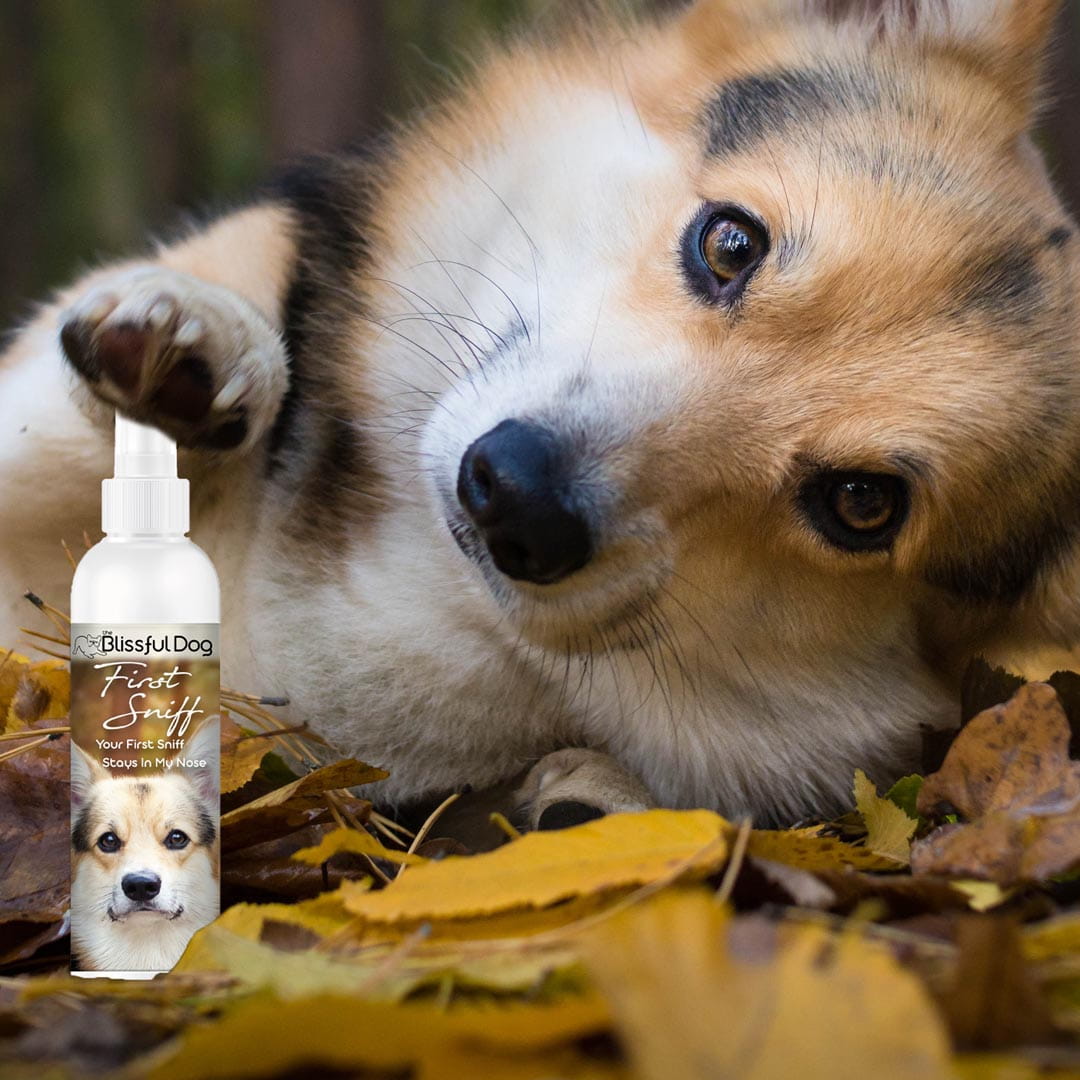 First Sniff Dog Cologne - Your First Sniff Stays on My Mind