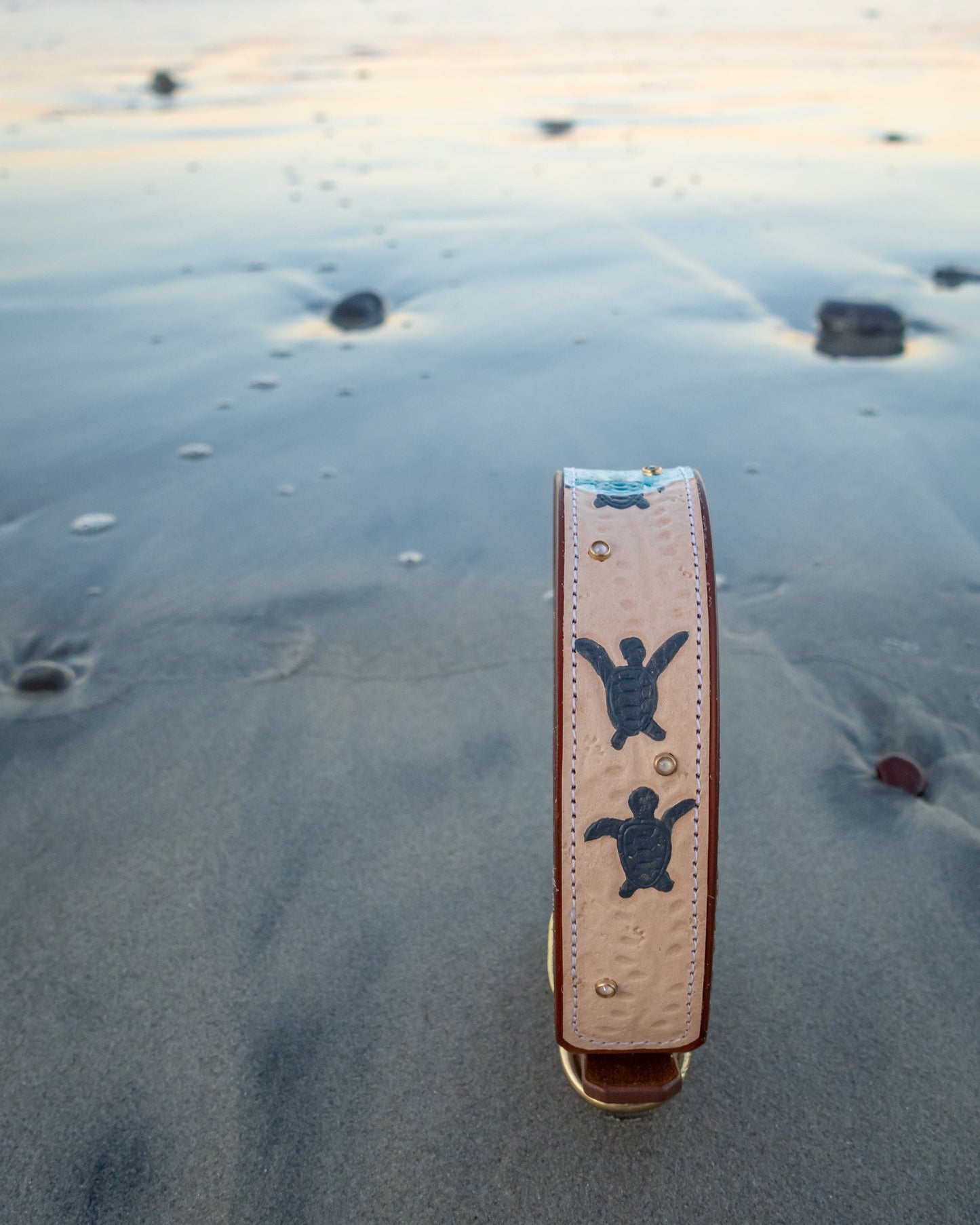 Baby Sea Turtles - Leather Dog Collar