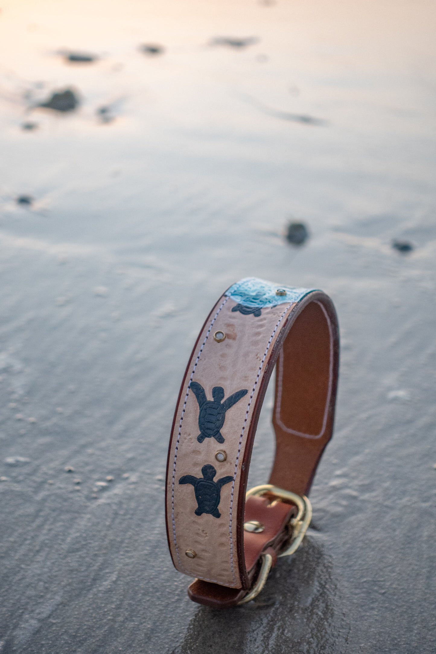Baby Sea Turtles - Leather Dog Collar