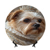 Curated Ethical Lifestyle: The Council of the Crowned Paw Collection - Sanctum Paws and Fangs
