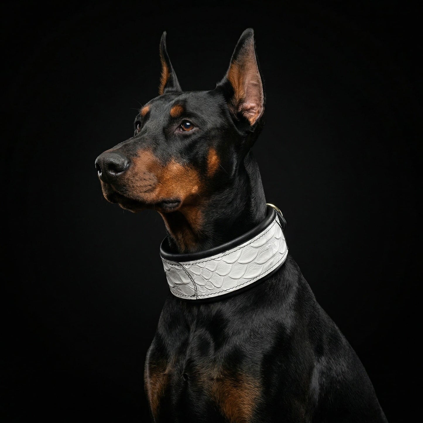 The ''Dragon Scale'' LIMITED collar exclusive design