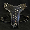 Premium Pet Guardian Gear: The "Rocky" studded leather harness Small to Medium Size - Sanctum Paws and Fangs