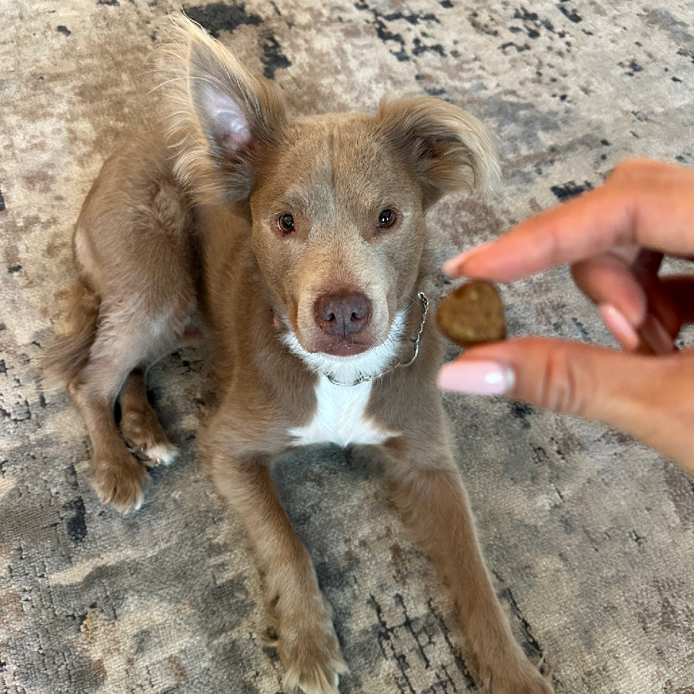 Allergy & Immune Chews (90 Chews)