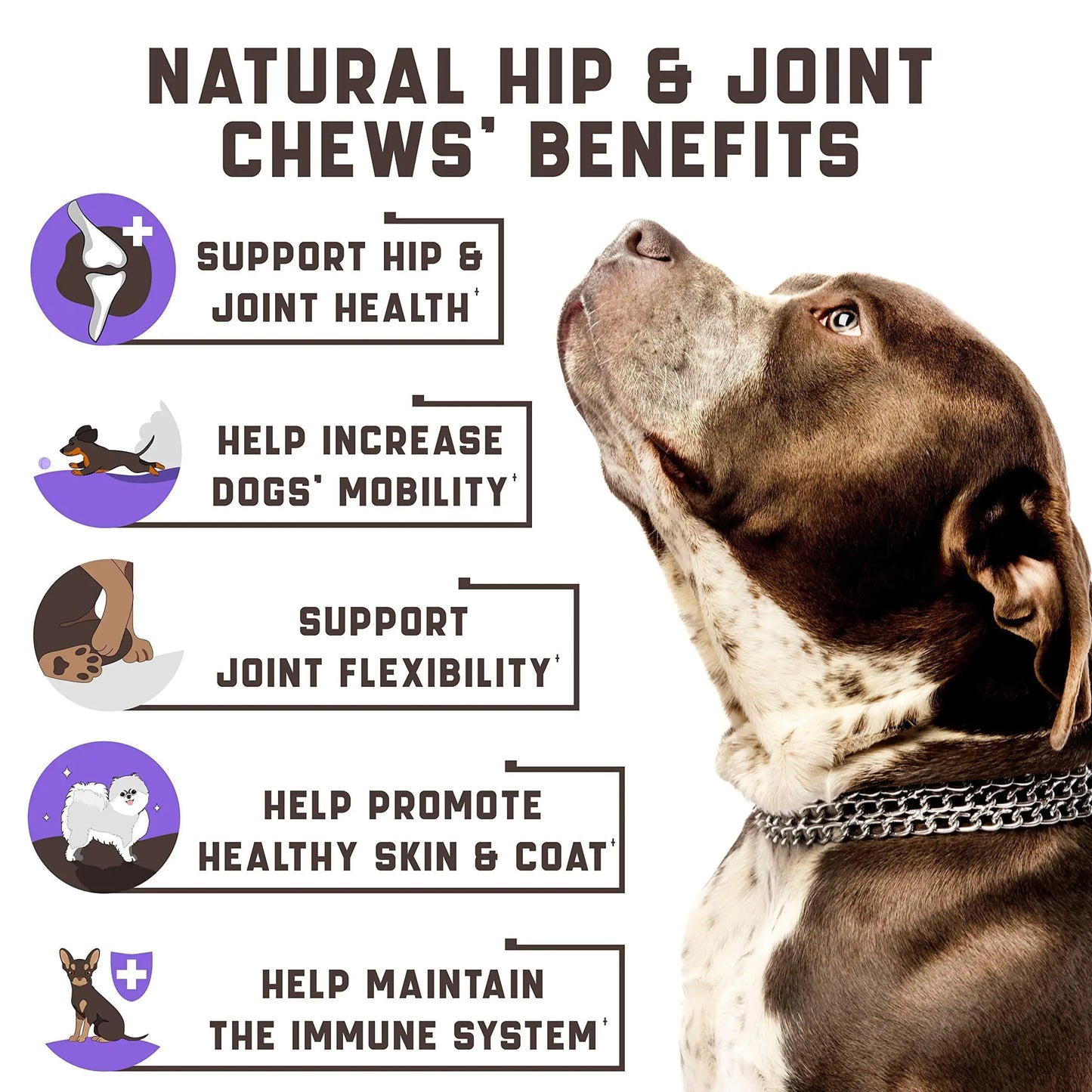 JointCare Plus Dog Supplement with Hemp & MSM