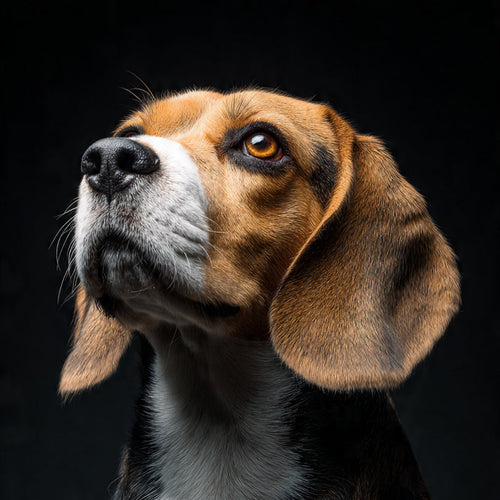 Dog with a black background